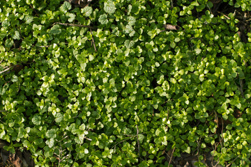 Background with the Green grass