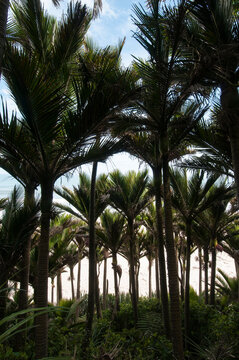 Nikau palms, an endemic species to New Zealand, West Coast.