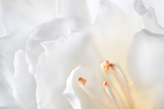 White flower closeup