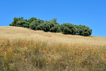 Fototapeta premium Large gold grasses (gramineae) and bushes in a field