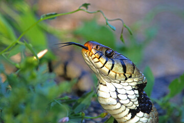 hissing Eurasian grass snake or natrix natrix often called ringed or water snake in Italy