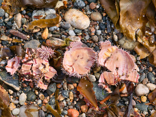 The empty shell of a sea urchin immediately after being broken by a sea gull and the soft tissue consumed. Taken in summer at Burravoe Beach on the island of Yell in Shetland, UK