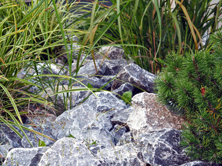 Naklejka premium Steingarten: Nadelgewächs und Halme