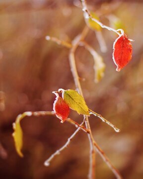 Frozen red and yellow lieves in winter
