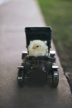 Baby chicken driving a little truck