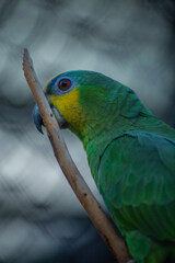 green parrot on a branch