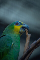 green parrot on a branch