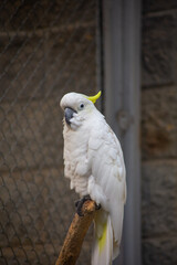 portrait of a white parrot