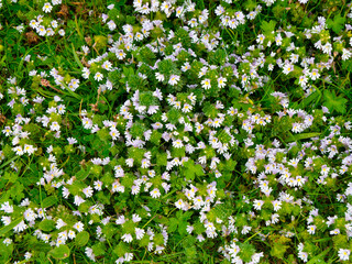 Close up of flowers of Eyebright (euphrasia officinalis) taken near Breckon on the island of Yell in Shetland, UK in summer.