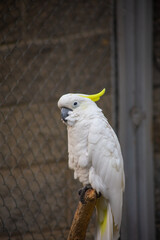 portrait of a white parrot
