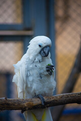 portrait of a white parrot