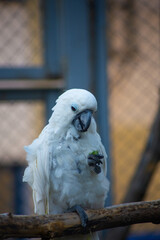 portrait of a white parrot