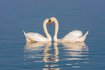 Mute Swans displaying courting rituals