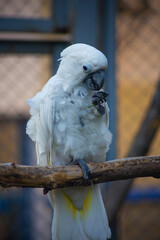 portrait of a white parrot