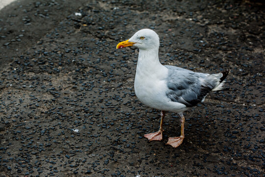 Herring gull on concrete.