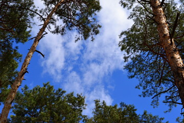 pine trees and blue sky