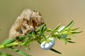 Exuvia of cicada (Lyristes plebejus) seen from front, on plant with two snails