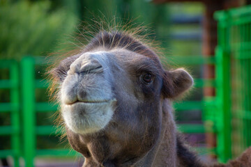Obraz premium portrait of a camel