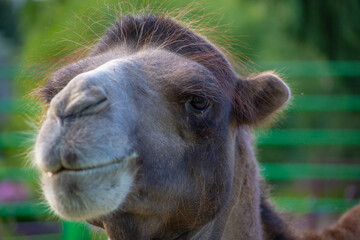 Obraz premium portrait of a camel