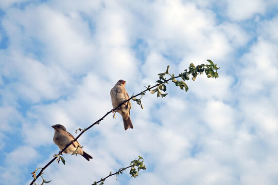 Two sparrows perching on a branch, against a cloudy sky
