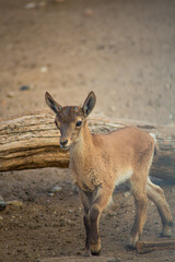 young goat on the ground