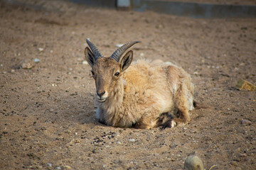 young goat on the ground