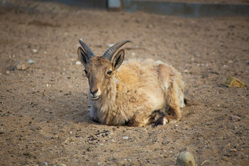 young goat on the ground