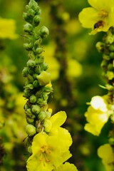 Yellow hollyhocks