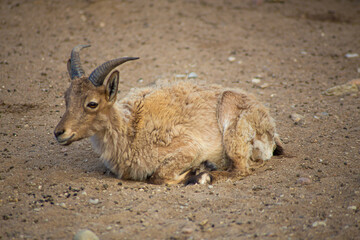 young goat on the ground