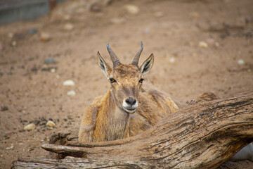 mountain goat on the rocks