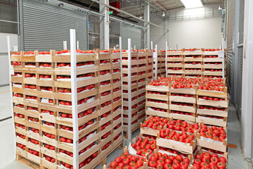 Italian Tomatoes Import Crates