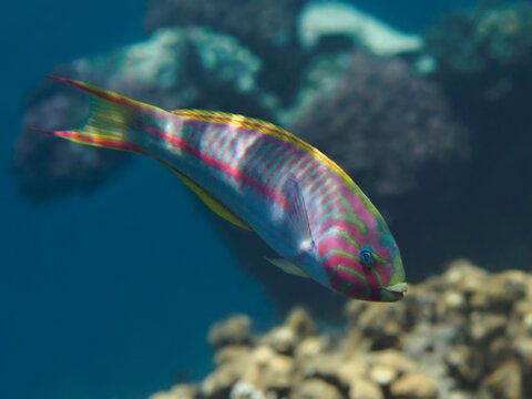 Klunzinger's wrasse (Thalassoma rueppellii) swimming near coral reef in the Red Sea