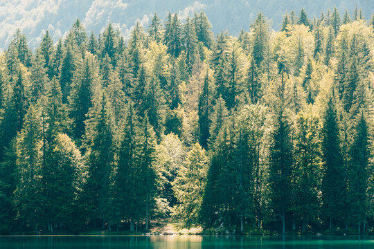 Forest by the river