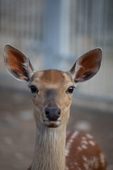 deer in the zoo