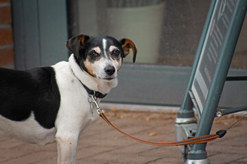 Closeup of leashed black and white dog waiting in front of a shop and looking at the camera