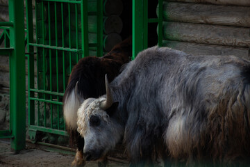 american bison in the field