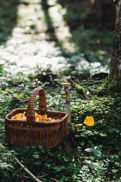 freshly hand picked chanterelle in a straw basket in the forest