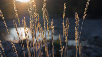 Fototapeta premium grass in the wind