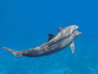 Fototapeta premium Two dolphins (pretty baby and parent) swimming in the blue tropical sea water, selective focus