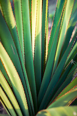 Fototapeta premium aloe vera plant