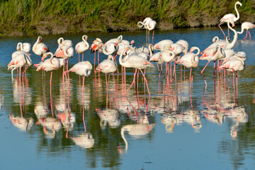 Group of flamingos (Phoenicopterus ruber) in water, in the Camargue is a natural region located south of Arles, France, between the Mediterranean Sea and the two arms of the Rhône delta