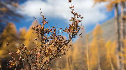 reeds in the morning