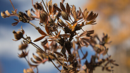 bee on a tree