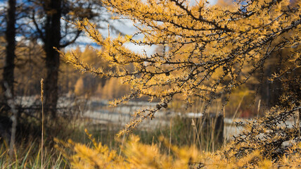 reflection in the river