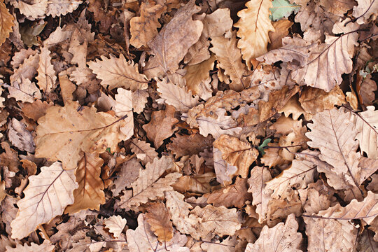 Fallen autumn oak tree leaves on the ground