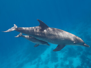 Two dolphins (parent and baby) swimming in the blue tropical ocean