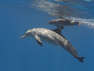 Bottle-nosed dolphin swimming with curious  baby near water surface of the blue tropical sea