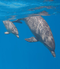 Baby dolphin swimming underwater with mother, sea animals, selective focus