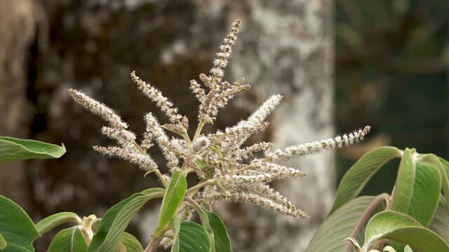 Close-up shot of plant, Lamjung District, Nepal