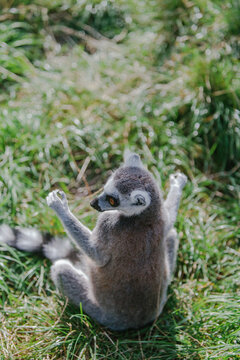 Ring-tailed Lemur (L. catta)